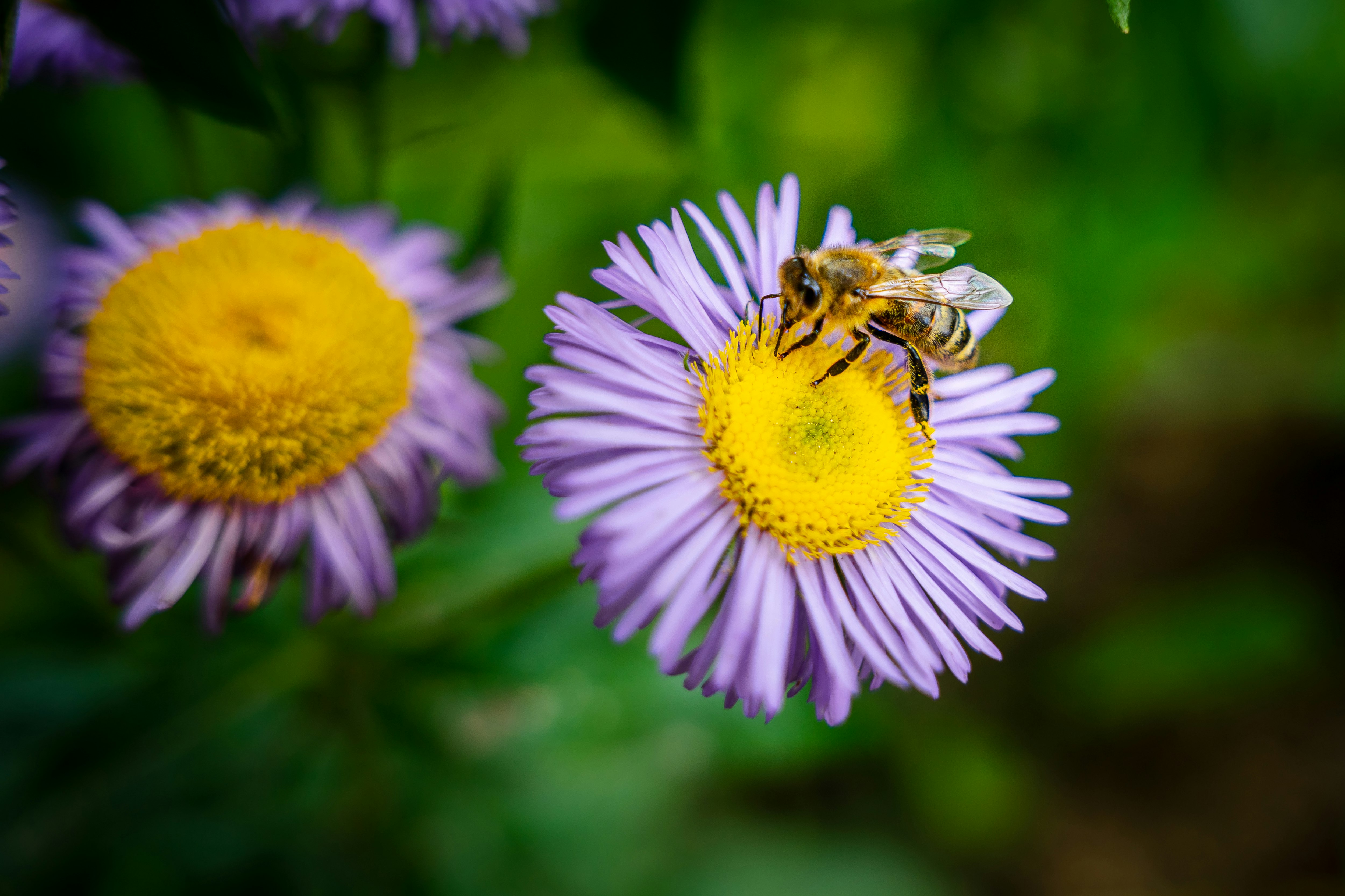 yellow and black bee on yellow flower